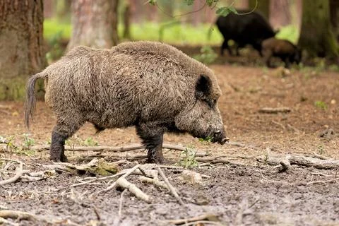 Wild boar Foto stock