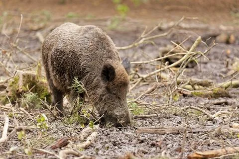 Wild boar Foto stock