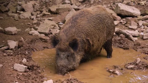 A Wild boar pig Stock Footage 242122437