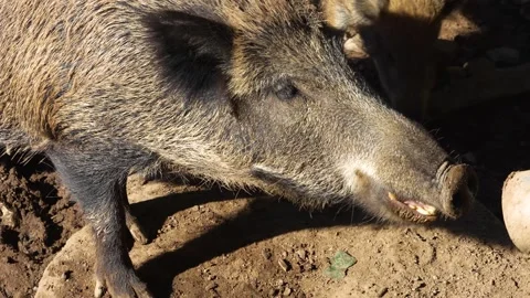 A Wild boar pig  Stock Footage 259975656