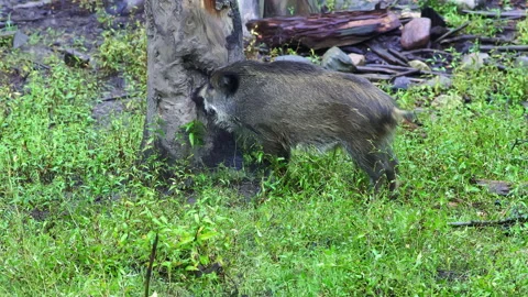 Wild boar piglet comes to a tree and scratches its back Summer with green grass Video stock 219427385