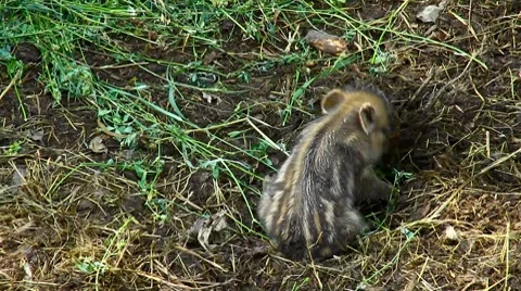 Wild boar piglet digs up Stock-Footage 8621682