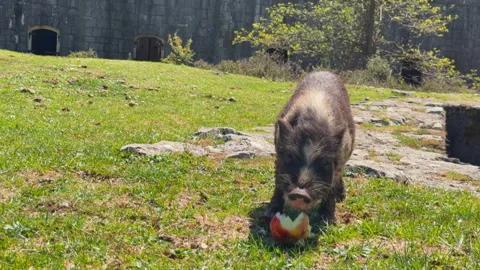 Wild boar piglet eating an apple on a grassy hill near a stone fortress Видео 343900260
