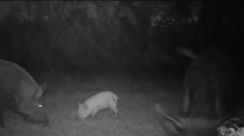 Wild Boar Piglet Stock Footage 57742287