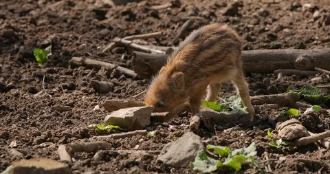 Wild boar piglet Stock Footage 127291413