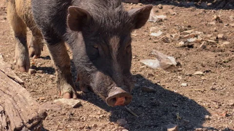 Wild boar piglet foraging on dry farm ground Stock Footage 339436208