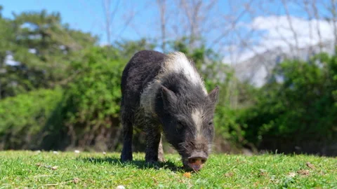 Wild boar piglet foraging on grass in a sunny meadow Vídeos de archivo 341104604