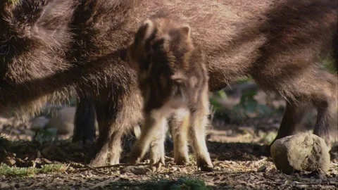 Wild boar piglet playfully interacting with adolescent yearling in woodland Stock Footage 321883376