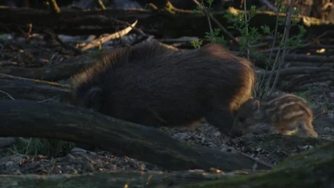 Wild boar piglet playfully interacting with adolescent yearling in woodland Stock Footage 321883475