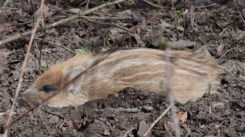 Wild boar piglet sleeping on the forest floor, spring Stock Footage 105291491