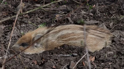 Wild boar piglet sleeping on the forest floor, spring Stock Footage 116103774