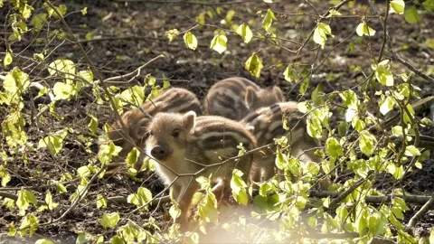 Wild Boar Piglets Exploring – Soft Cinematic 4K Wildlife Stock-Footage 320170450
