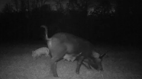 Wild Boar Piglets Stock Footage 57712273