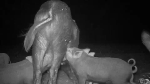 Wild Boar Piglets Stock-Footage 58233227