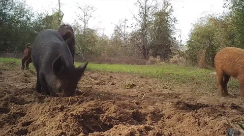 Wild Boar Piglets Stock Footage 58801964
