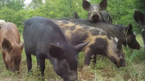 Wild Boar Piglets Stock Footage 66251089