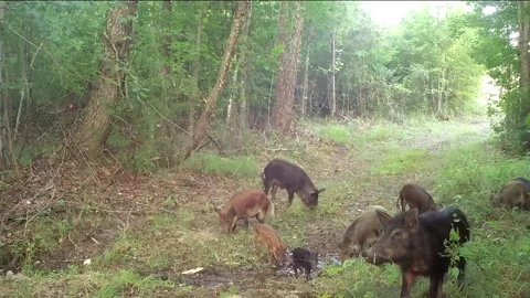 Wild Boar Piglets Stock Footage 168638616