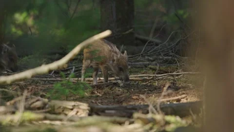 Wild Boar Piglets Foraging on the Forest Floor in a Dense Woodland Setting 库存影片 331108481