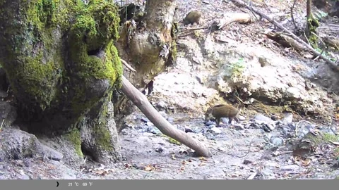 Wild Boar Piglets Foraging in Forest Creek Bed - Trail Cam Footage Stock Footage 341803948