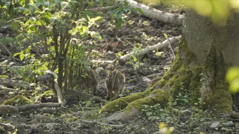 Wild Boar Piglets in the Forest – 4K Stock-Footage 321182778