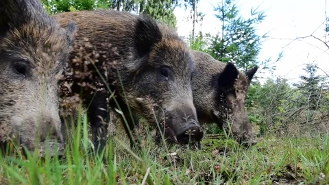 Wild boar with piglets in the forest, summer Stock Footage 88352881