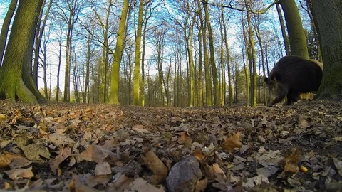 Wild boar with piglets, gopro Stock Footage 76984342