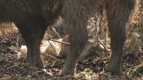 Wild Boar Piglets in Nest Between Mother’s Legs – 4K Stock-Footage 321182679