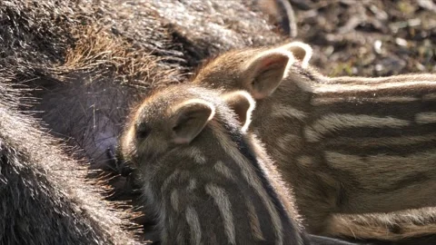 Wild Boar Piglets Nursing – Super Close-Up in Soft Light – 4K 스톡 동영상 321182690