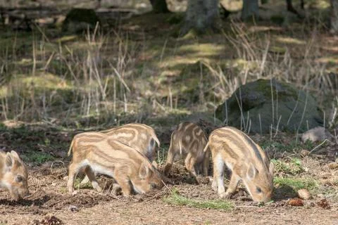 Wild boar piglets Stock Photos