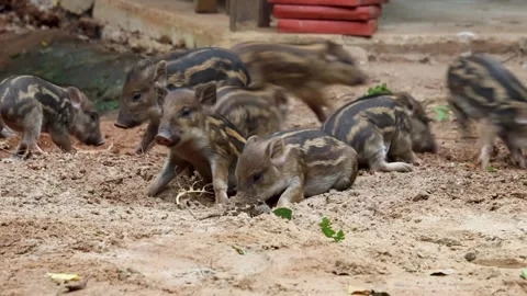 Wild Boar Piglets Playing in Sand, Juvenile Wild Boars Behavior, Urban Wildlife Video stock 322727635