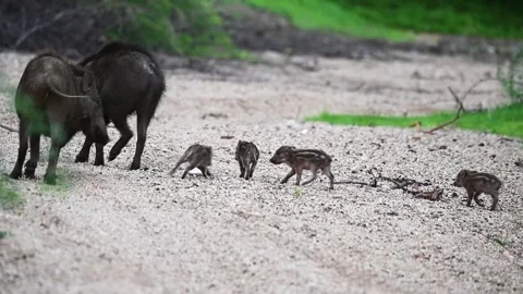 Wild boar piglets running behind their parents in Jawai national park Stock Footage 282442293