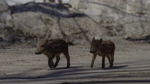 Wild boar piglets running in slow motion Stock Footage 106584552