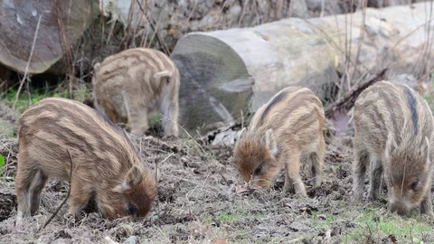 Wild boar piglets search feed on the forest floor, spring Stock Footage 105289310