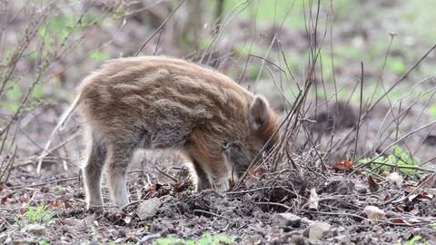 Wild boar piglets search feed on the forest floor, spring Stock Footage 116102723
