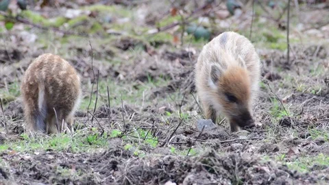 Wild boar piglets search feed on the forest floor, spring Stock Footage 116103047