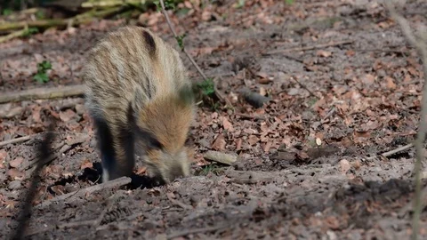 Wild boar piglets search feed on the forest floor, spring Stock Footage 116104180