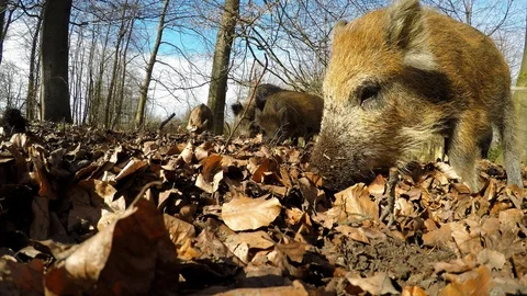 Wild boar piglets search feed on the forest floor, spring, gopro Stock Footage 116164705