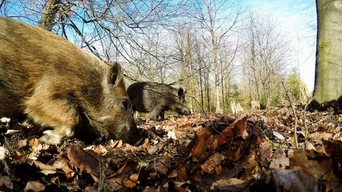 Wild boar  piglets search feed in the forest, march, gopro Stock Footage 116166122
