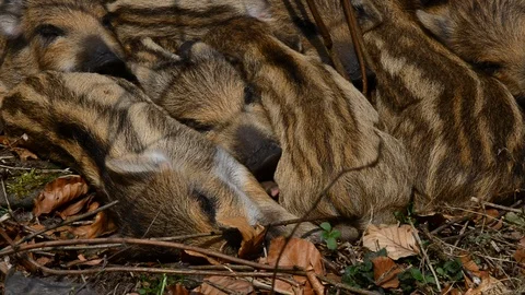 Wild boar piglets sleep in the forest, april Stock Footage 88351702