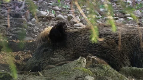 Wild boar piglets snuggling close to their mother sow on the forest floor in a c Stock Footage 321883229
