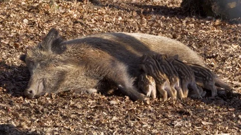 Wild boar piglets (Sus scrofa) Vídeos de archivo 73311315