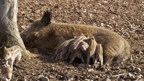 Wild boar piglets (Sus scrofa) Stock Footage 73311391