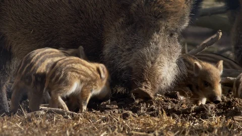 Wild boar piglets (Sus scrofa) searching for food in forest Stock Footage 87425112