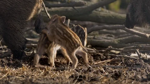 Wild boar piglets (Sus scrofa) fighting Stock-Footage 87448580