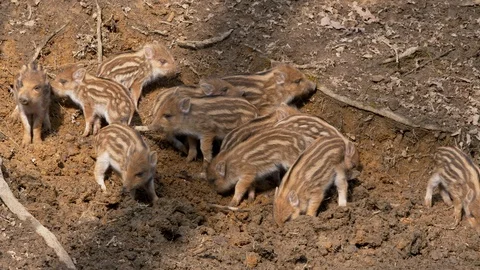 Wild boar piglets (Sus scrofa) searching for food in forest Vídeo Stock 87475539