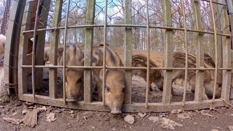 Wild boar piglets (Sus scrofa) behind the bars Video stock 87491606