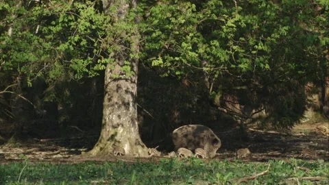 Wild boar with piglets under a tree Stock Footage 270794350