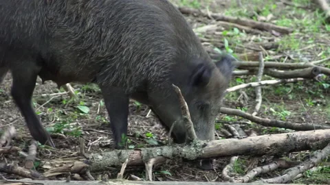 A wild boar with piglets walks through the forest. Picks up a fallen trunk. Stock Footage 229706597
