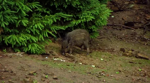 Wild boar in the rain Stock Footage 43335651