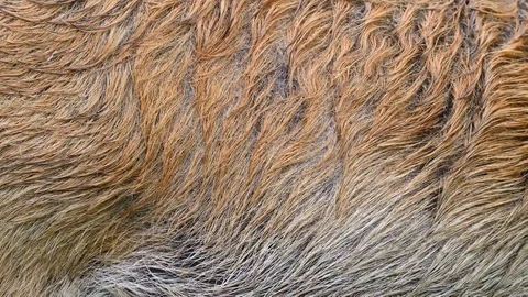 Wild boar real fur blowing on the wind. Close up macro shot of animal hair in Stock Footage 101866151